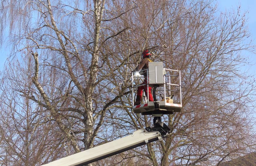 Five Star Tree Services in Toronto, Richmond Hill & GTA
