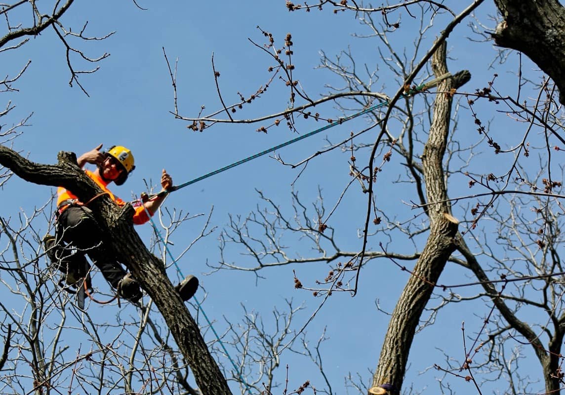 Kodiak Tree Services