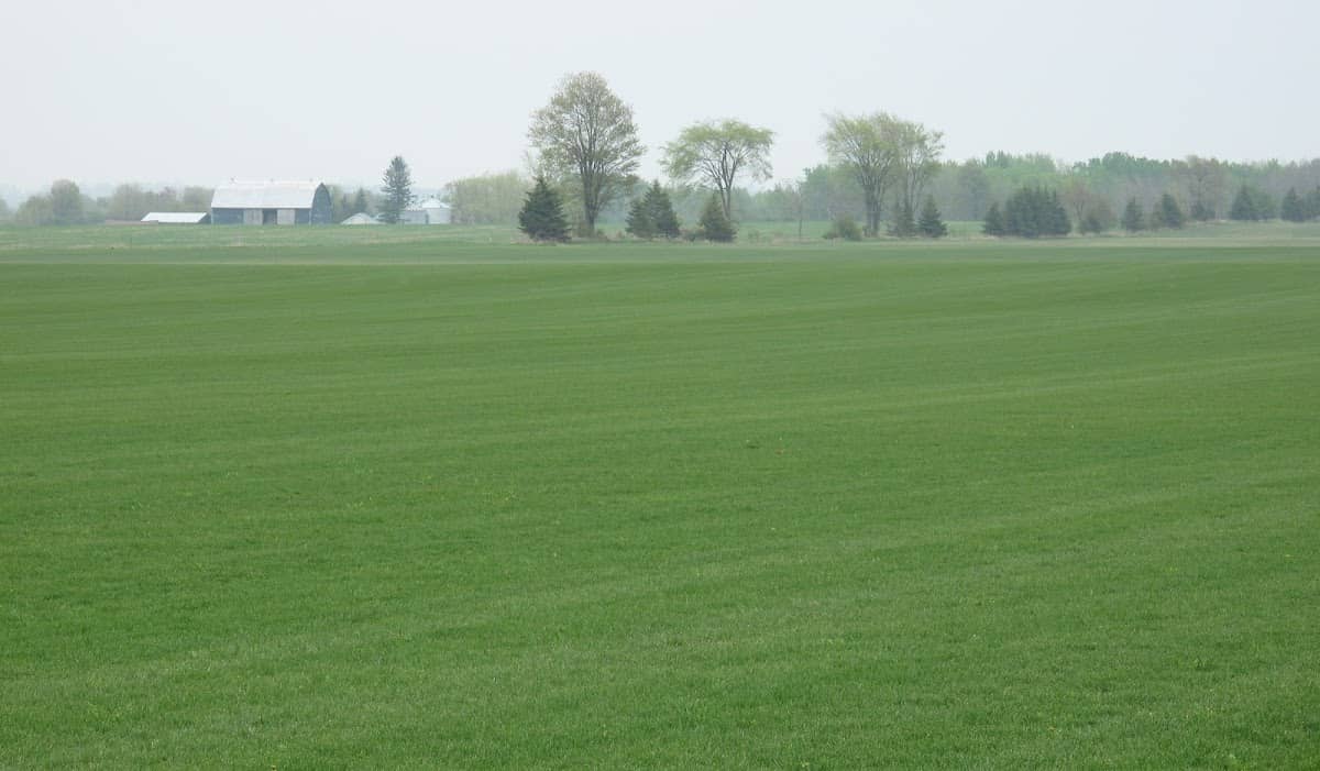 Wintermere Sod Growers