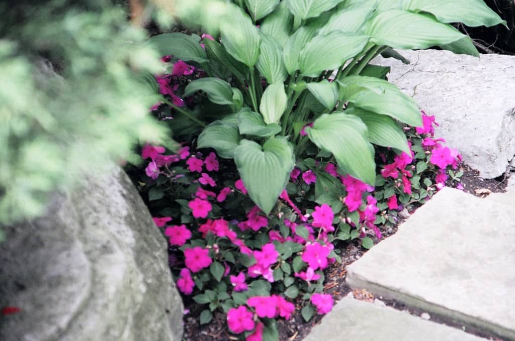 A Woman's Touch Landscaping