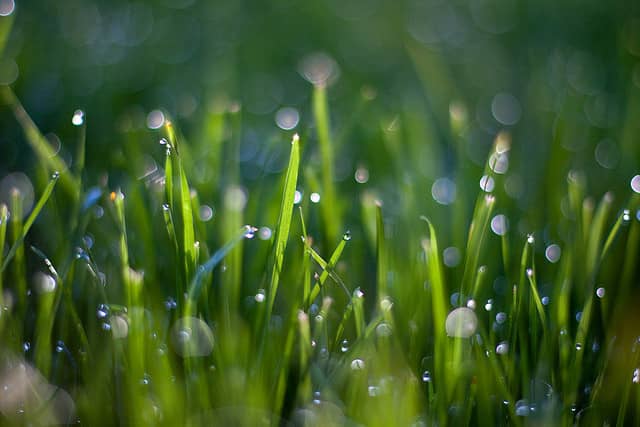 Augusta Green Sprinklers Inc