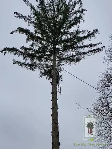 Five Star Tree Services in Toronto, Richmond Hill & GTA photo 2