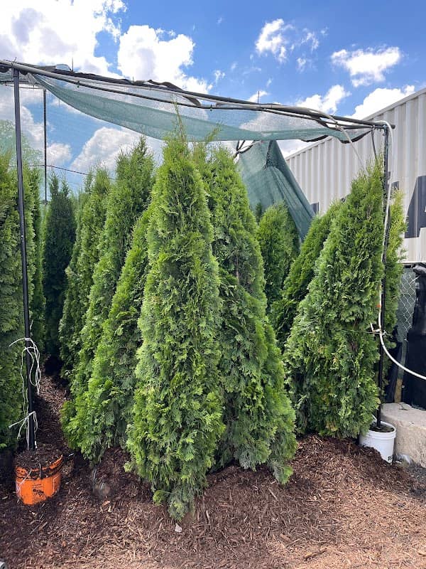 House Of Cedar + Evergreen Trees | Plants | GTA photo 2