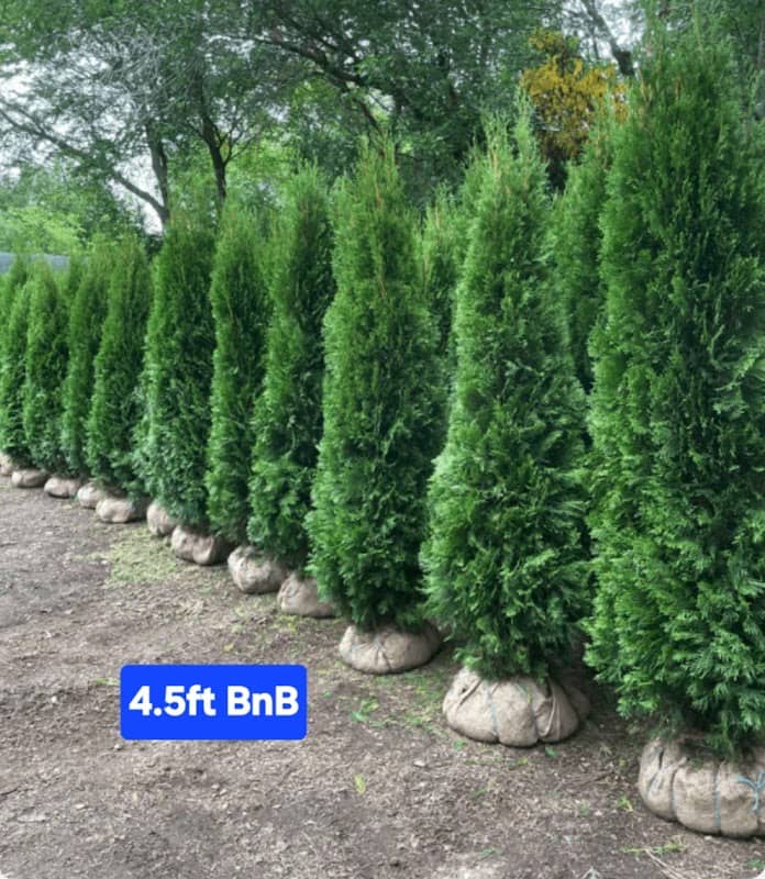 House Of Cedar + Evergreen Trees | Plants | GTA photo 4