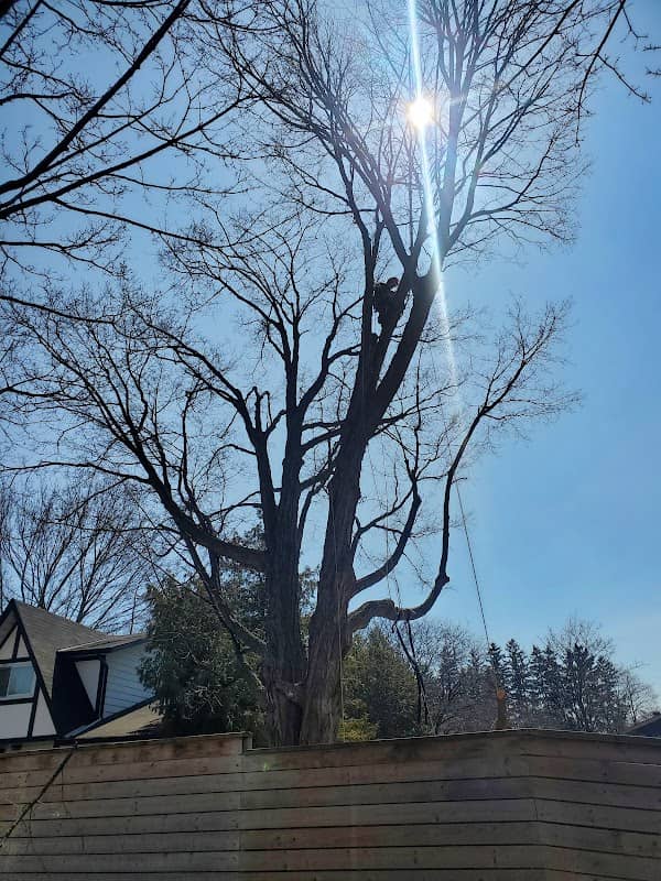 Lawn Wizard Tree & Property Maintenance