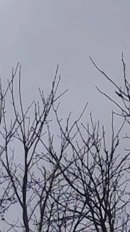 Lawn Wizard Tree & Property Maintenance photo 3