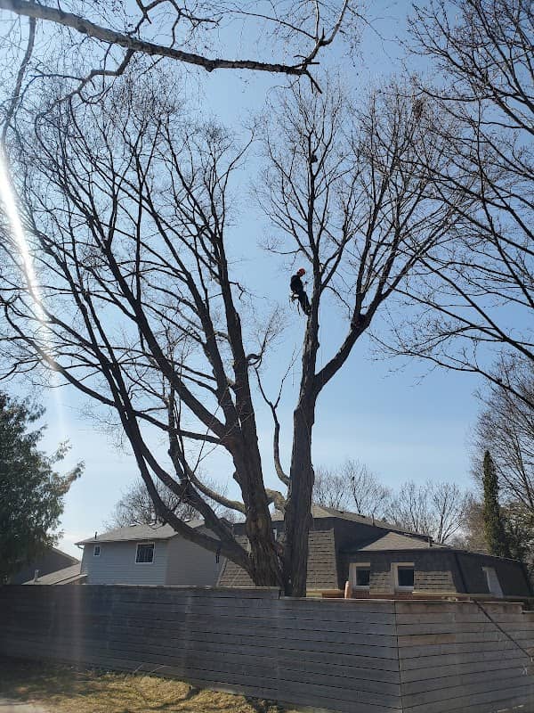 Lawn Wizard Tree & Property Maintenance photo 4