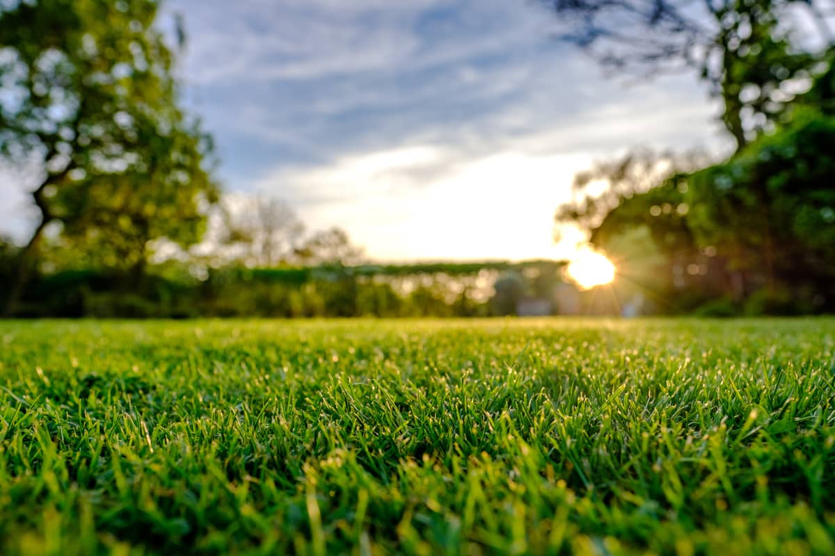 Sod Installation Markham photo 4