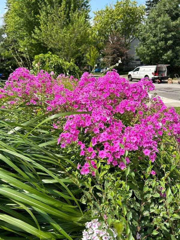 Toronto Lawn Mowing Solutions photo 3