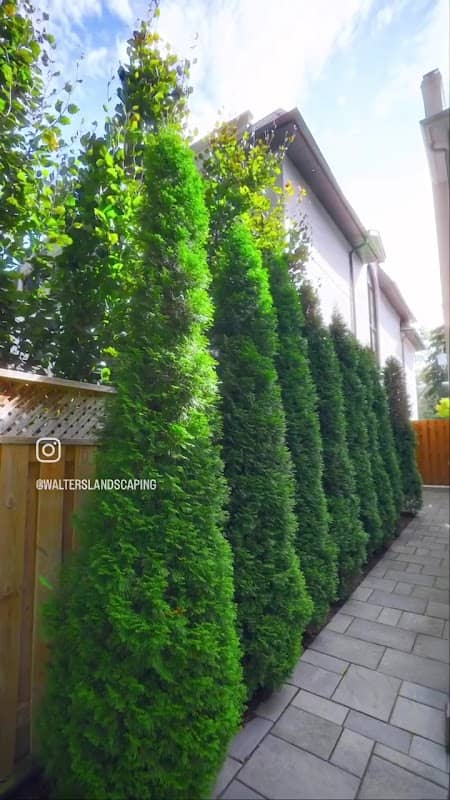 Walter's Landscaping photo 4